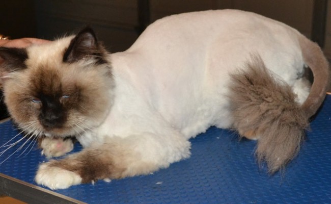 Murphy is a Birman, who had his fur shaved, nails clipped, ears cleaned and a wash n blow-dry. Pampered by Kylies cat Grooming Services Also All Size Dogs.