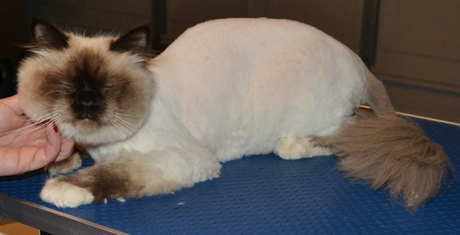 Murphy is a Birman, who had his fur shaved, nails clipped, ears cleaned and a wash n blow-dry. Pampered by Kylies cat Grooming Services Also All Size Dogs.