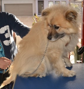 Benji is a Pomeranian x Poodle. Pampered by Kylies Cat Grooming Services Also All Size Dogs.
