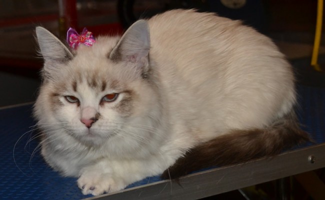 Khalessi is a 5 month old Ragdoll, she had her fur raked, nails clipped, eyes and ears cleared, wash n blow dry and Glitter Purple Softpaw nail Caps.