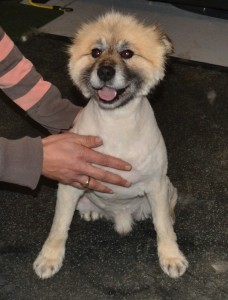 Benji is a Pomeranian x Poodle. Pampered by Kylies Cat Grooming Services Also All Size Dogs.