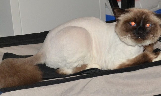 Buckley is a Birman, who had his fur shaved, nails clipped, ears cleaned and a wash n blow-dry. Pampered by Kylies cat Grooming Services Also All Size Dogs.