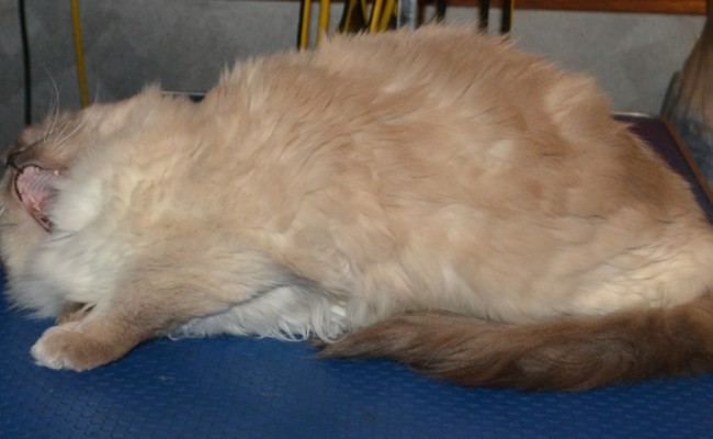 Cindy is a Ragdoll, pampered by Kylies cat Grooming Services Also All Size Dogs.