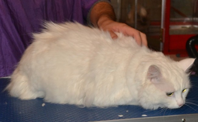 Chloe is a Ragdoll x Domestic. She is wearing Baby Pink Softpaw nail Caps Pampered by Kylies Cat Grooming Services Also All Size Dogs.