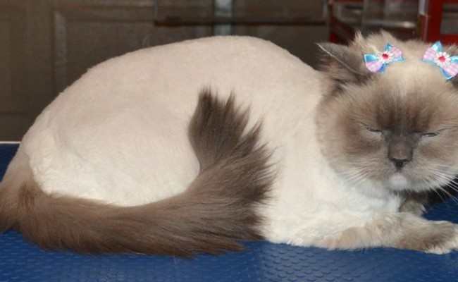 Cindy is a Ragdoll, pampered by Kylies cat Grooming Services Also All Size Dogs.