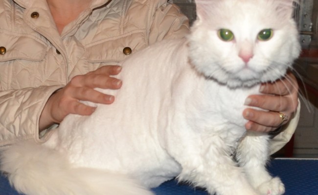 Chloe is a Ragdoll x Domestic. She is wearing Baby Pink Softpaw nail Caps Pampered by Kylies Cat Grooming Services Also All Size Dogs.