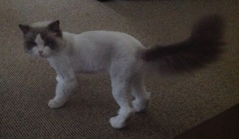 Apollo is a Ragdoll. He had his matted fur shaved off and nails clipped.  Pampered by Kylies Cat grooming services Also All Size Dogs.