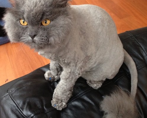 Yoda is a Selkirk Rex. He had his very thick fur shaved down, nails clipped, a wash n blow-dry and Blue Softpaw nail caps.  Pampered by Kylies cat Grooming services Also All Size Dogs.