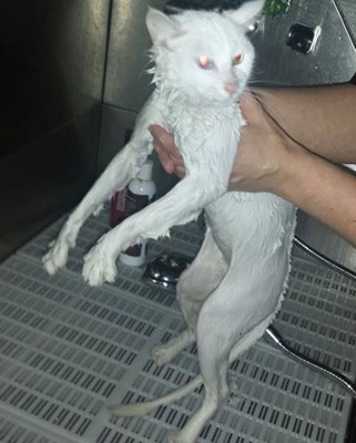 Bowie is a Short hair Domestic. She had her fur shaved down, nails clipped, wash n blow-dry and a 1 month Frontline Flea App. Even though Bowie is a Short hair Cat she shed’s a lot of fur.  Pampered by Kylies Cat Grooming Services Also All Size Dogs