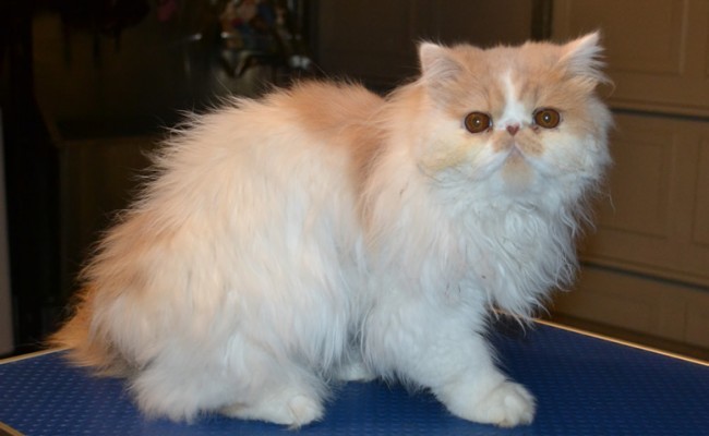 Zara the 10 month old Persian kitten came in this morning for his matting shaved off, nails clipped, ears and eyes cleaned. Pampered by Kylies Cat Grooming Services Also All Size Dogs.