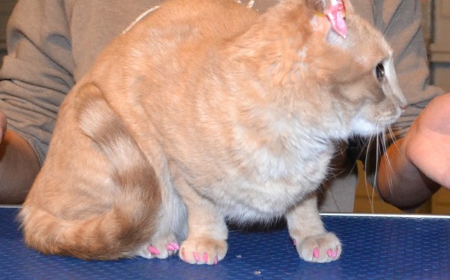 Misty is an Australian Mist.  She had her nails clipped and a full set of Baby Pink Softpaw nail Caps.  Pampered by Kylies Cat Grooming Services Also All Size Dogs.
