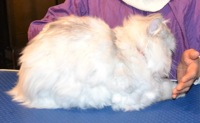 Thor is a 2 year old Chinchilla with a Heart Condition.  He had his matted fur shave off, nails clipped, eyes cleaned and Black Softpaw Nail Caps.  Pampered by Kylies Cat Grooming Services Also All Size Dogs.