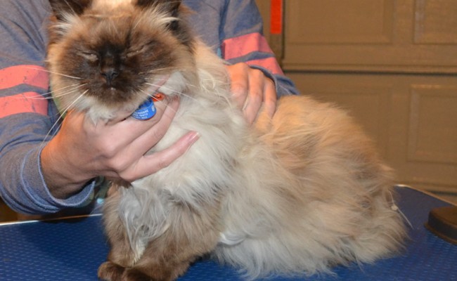 Angel is a Ragdoll. She had her matted fur shaved off, nails clipped, ears cleaned, wash n blow-dry and Frontline 1 month Flea Applicator.  Pampered by Kylies cat Grooming services Also All Size Dogs.