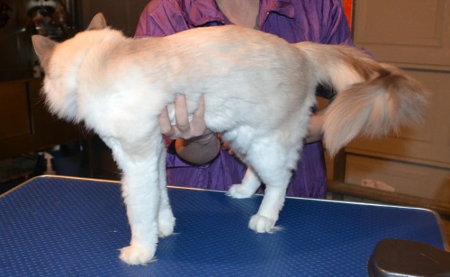 Suki is a Ragdoll. She had her fur shaved, nails clipped, ears cleaned and front Pink Softpaw Nail caps.  Pampered by Kylies Cat Grooming services Also All Size Dogs.
