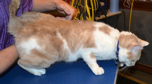 Baliey is a Short hair Domestic. He had his double coat shaved off, nails clipped, ears cleaned, wash n blow-dry, 1 month Frontline Flea Applicator and Blue Softpaw nail Caps. Pampered by Kylies cat grooming services Also All Size Dogs.