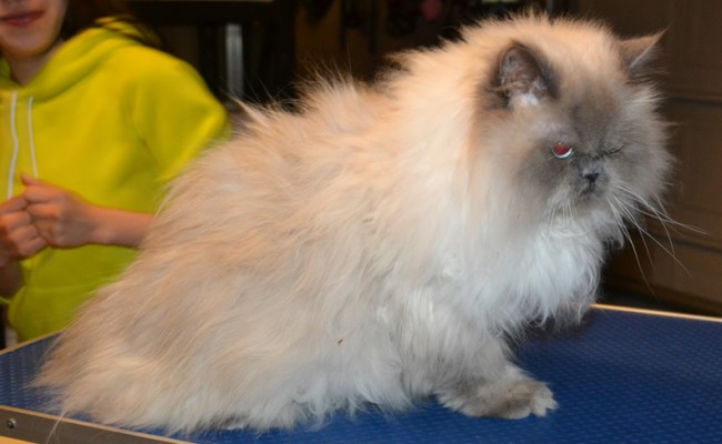 Momo is a Himalayan.  He had his matted fur shaved, nails clipped and ears cleaned. Pampered by Kylies Cat Grooming services Also All Size Dogs.