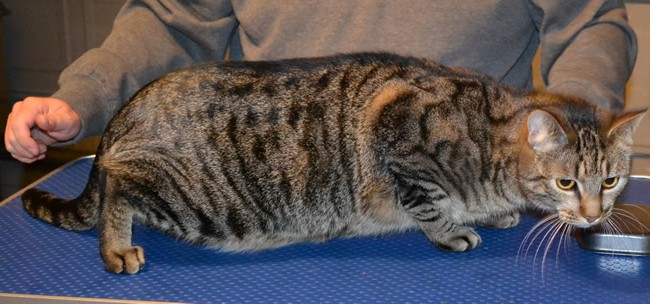 Flea is a Short hair Domestic. He had his fur shaved down, nails clipped, ears cleaned and Orange Softpaw nail Caps.  Pampered by Kylies Cat Grooming Services Also All Size Dogs.