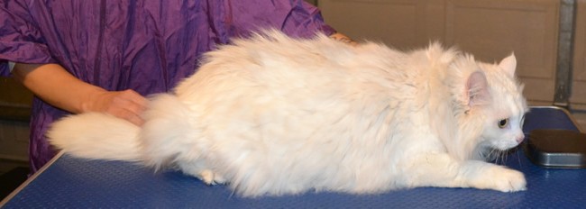 Milly is a Long Hair Domestic. She had her matted fur shaved, nails clipped and a wash n blow-dry.  Pampered by Kylies Cat Grooming Services Also All Size Dogs.
