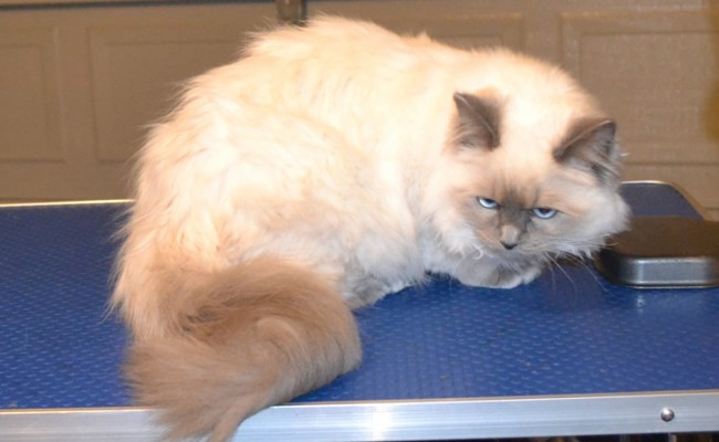 Zen is a 5mth old Bluepoint Ragdoll. He had his fur raked, nails clipped, ears cleaned and a wash n blow-dry. This is his Blue Steel pose.  Pampered by  Kylies Cat Grooming Services Also All Size Dogs.