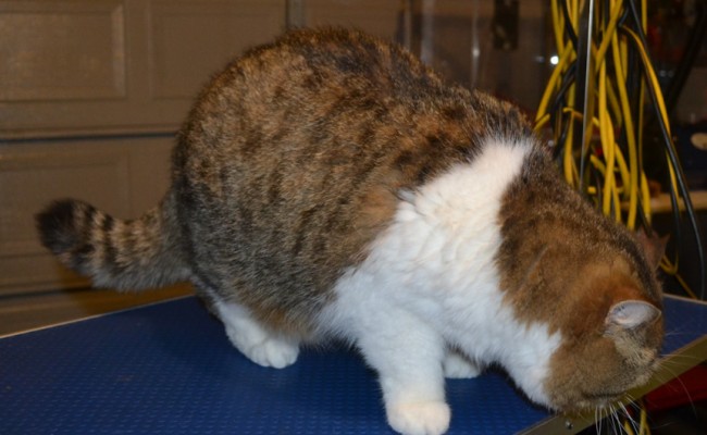 Thor is an Exotic Persian. He had his triple fur coat shaved off, nails clipped, eyes and ears cleaned, wash n blow-dry and is sporting a little Mohawk. Pampered by Kylies cat Grooming services Also All Size Dogs.