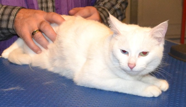 Bowie is a Short hair Domestic. She had her fur shaved down, nails clipped, wash n blow-dry and a 1 month Frontline Flea App. Even though Bowie is a Short hair Cat she shed’s a lot of fur.  Pampered by Kylies Cat Grooming Services Also All Size Dogs