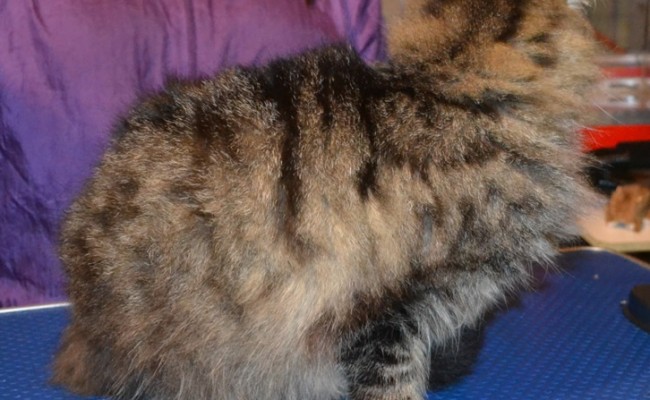 Honey is a Long Hair Tabby. She had her fur raked, ears cleaned, nails clipped and a full set of Green Softpaw nail caps.  Pampered by Kylies cat Grooming services Also All Size Dogs.