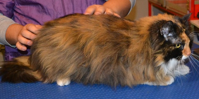 Jersey is a Long Hair Domestic. She had her matted fur shaved down, nails clipped and ears cleaned.  Pampered by Kylies Cat Grooming Services Also All Size Dogs.