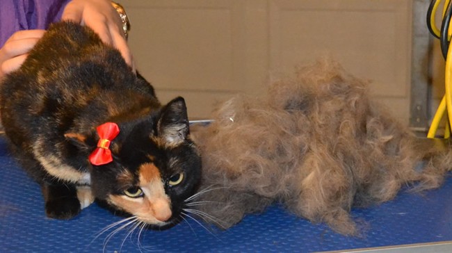 Tilly is a Short hair Domestic.  She had her nails clipped and her fur raked.  Remember, short hair cats also need a brush out too.  Pampered by Kylies Cat Grooming Services Also All Size Dogs.