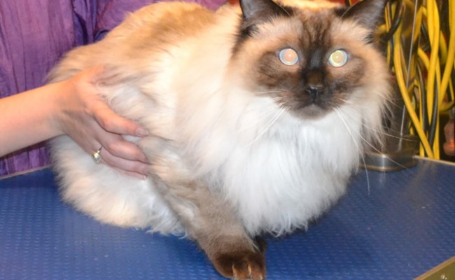 Winston is a Ragdoll. He had a medium length comb clip. nails clipped, ears cleaned and Black Softpaw nails caps.  Pampered by Kylies Cat Grooming Services Also All Size Dogs.