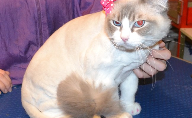 Suki is a Ragdoll. She had her fur shaved, nails clipped, ears cleaned and front Pink Softpaw Nail caps.  Pampered by Kylies Cat Grooming services Also All Size Dogs.