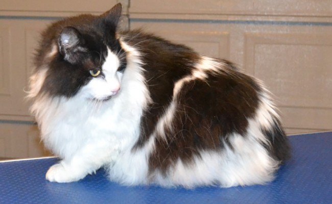 Rayner is a Ragdoll X.  He had his matted fur shaved off, nails clipped and a wash n blow-dry.  Pampered by Kylies Cat Grooming services Also All Size Dogs.