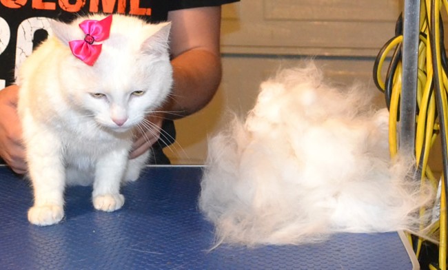 Missy is a Short/Medium hair Domestic.  She had her fur raked, nails clipped, ears cleaned and a wash n blow-dry.  Pampered by Kylies Cat Grooming Services Also All Size Dogs.
