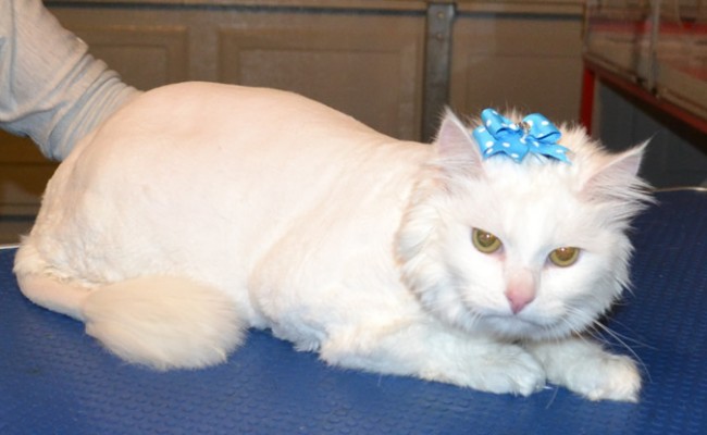 Milly is a Long Hair Domestic. She had her matted fur shaved, nails clipped and a wash n blow-dry.  Pampered by Kylies Cat Grooming Services Also All Size Dogs.