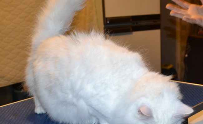 Annabell is a Ragdoll X. she had her fur raked, nails clipped, wash n blow-dry and full set of Purple Softpaw nail Caps.  Pampered by Kylies Cat Grooming Services Also All Size Dogs.
