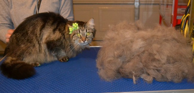Honey is a Long Hair Tabby. She had her fur raked, ears cleaned, nails clipped and a full set of Green Softpaw nail caps.  Pampered by Kylies cat Grooming services Also All Size Dogs.