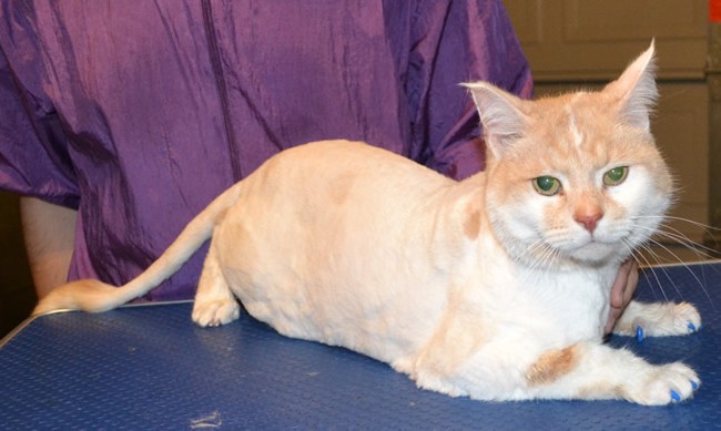 Baliey is a Short hair Domestic. He had his double coat shaved off, nails clipped, ears cleaned, wash n blow-dry, 1 month Frontline Flea Applicator and Blue Softpaw nail Caps. Pampered by Kylies cat grooming services Also All Size Dogs.