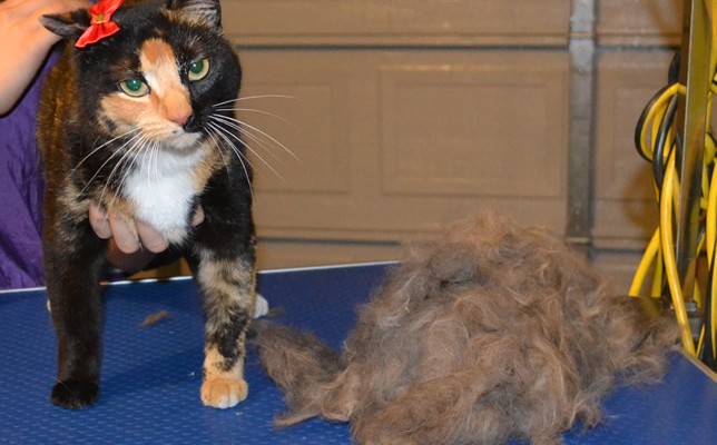 Tilly is a Short hair Domestic.  She had her nails clipped and her fur raked.  Remember, short hair cats also need a brush out too.  Pampered by Kylies Cat Grooming Services Also All Size Dogs.