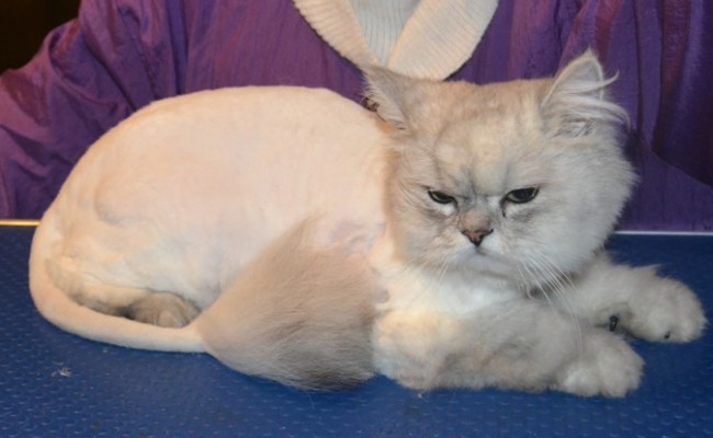 Thor is a 2 year old Chinchilla with a Heart Condition.  He had his matted fur shave off, nails clipped, eyes cleaned and Black Softpaw Nail Caps.  Pampered by Kylies Cat Grooming Services Also All Size Dogs.