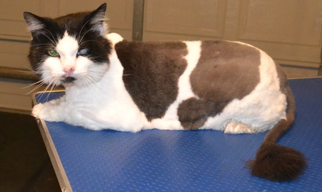 Rayner is a Ragdoll X.  He had his matted fur shaved off, nails clipped and a wash n blow-dry.  Pampered by Kylies Cat Grooming services Also All Size Dogs.