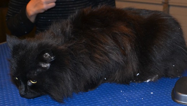 Puss Puss is a Long Hair Domestic. She had her fur raked, nails clipped, wash n blow-dry and Pink Softpaw nail Caps put on.  Pampered by Kylies Cat Grooming Services Also All Size Dogs.