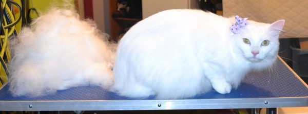 Annabell is a Ragdoll X. she had her fur raked, nails clipped, wash n blow-dry and full set of Purple Softpaw nail Caps.  Pampered by Kylies Cat Grooming Services Also All Size Dogs.