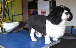 Mista is a King Charles Cavalier x Maltese Terrier. He had his fur clipped, nails clipped, ears cleaned and a wash n blow-dry. Pampered by Kylies Cat Grooming Services Also All Size Dogs.