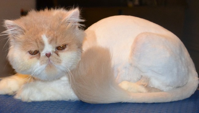 Zara the 10 month old Persian kitten came in this morning for his matting shaved off, nails clipped, ears and eyes cleaned. Pampered by Kylies Cat Grooming Services Also All Size Dogs.