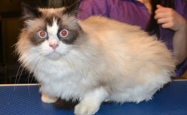 Bailey is a Ragdoll. He had his matted fur shaved, nails clipped, eyes and ears cleaned and some Blue Softpaw nails caps put on.  Pampered by Kylies cat Grooming services Also All Size Dogs.