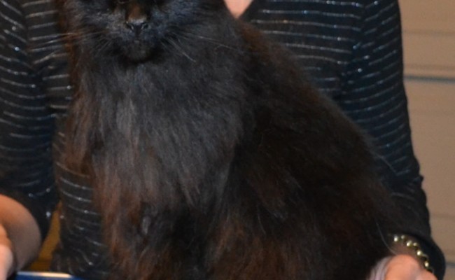 Puss Puss is a Long Hair Domestic. She had her fur raked, nails clipped, wash n blow-dry and Pink Softpaw nail Caps put on.  Pampered by Kylies Cat Grooming Services Also All Size Dogs.