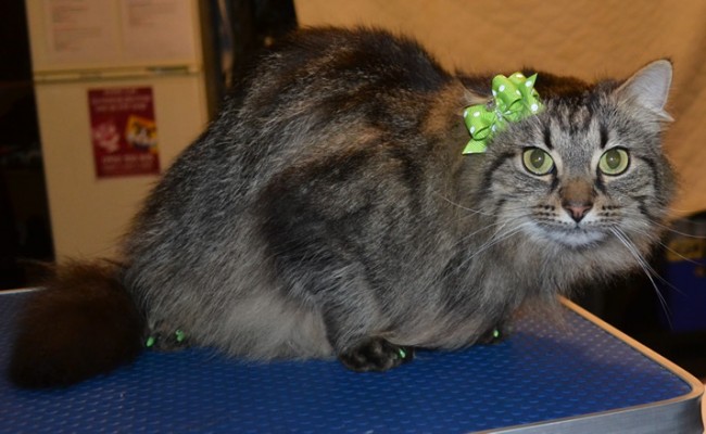 Honey is a Long Hair Tabby. She had her fur raked, ears cleaned, nails clipped and a full set of Green Softpaw nail caps.  Pampered by Kylies cat Grooming services Also All Size Dogs.