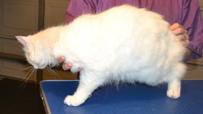 Gia is a Medium hair Domestic. She had her fur shaved down, nails clipped and Glitter Pink Softpaw nails caps. Pampered by Kylies cat grooming services Also All Size Dogs.