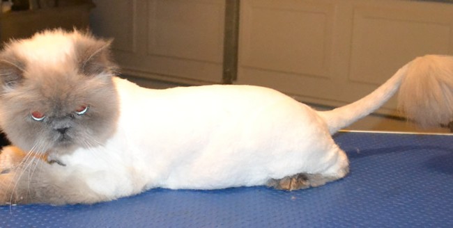 Momo is a Himalayan.  He had his matted fur shaved, nails clipped and ears cleaned. Pampered by Kylies Cat Grooming services Also All Size Dogs.