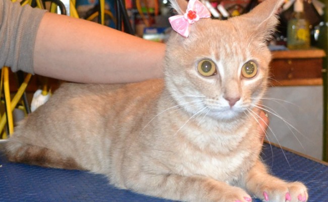 Misty is an Australian Mist.  She had her nails clipped and a full set of Baby Pink Softpaw nail Caps.  Pampered by Kylies Cat Grooming Services Also All Size Dogs.