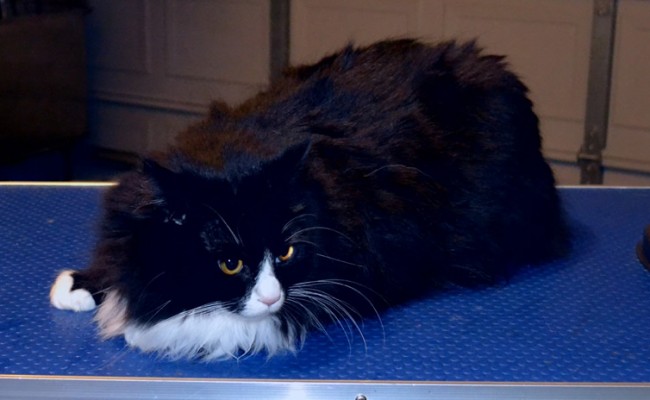 Hei is a Long hair Domestic.  He had his fur shaved, nails clipped and ears cleaned. Pampered by Kylies Cat Grooming services Also All Size Dogs.